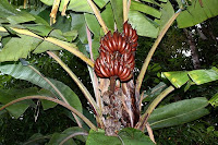 Pisang Merah / Raja Udang