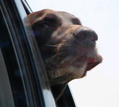 Funny Dog Faces at 50 MPH Seen On www.coolpicturegallery.us