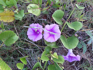 Patate-bord de mer - Patate à Durand - Ipomoea pes-caprae