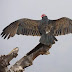 vultures: শকুনের অভাবে পাঁচ লাখ মানুষের অকালমৃত্যু !