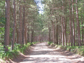 tree-lined road
