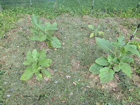 Plant Japanese white egg eggplant 2 feet apart.