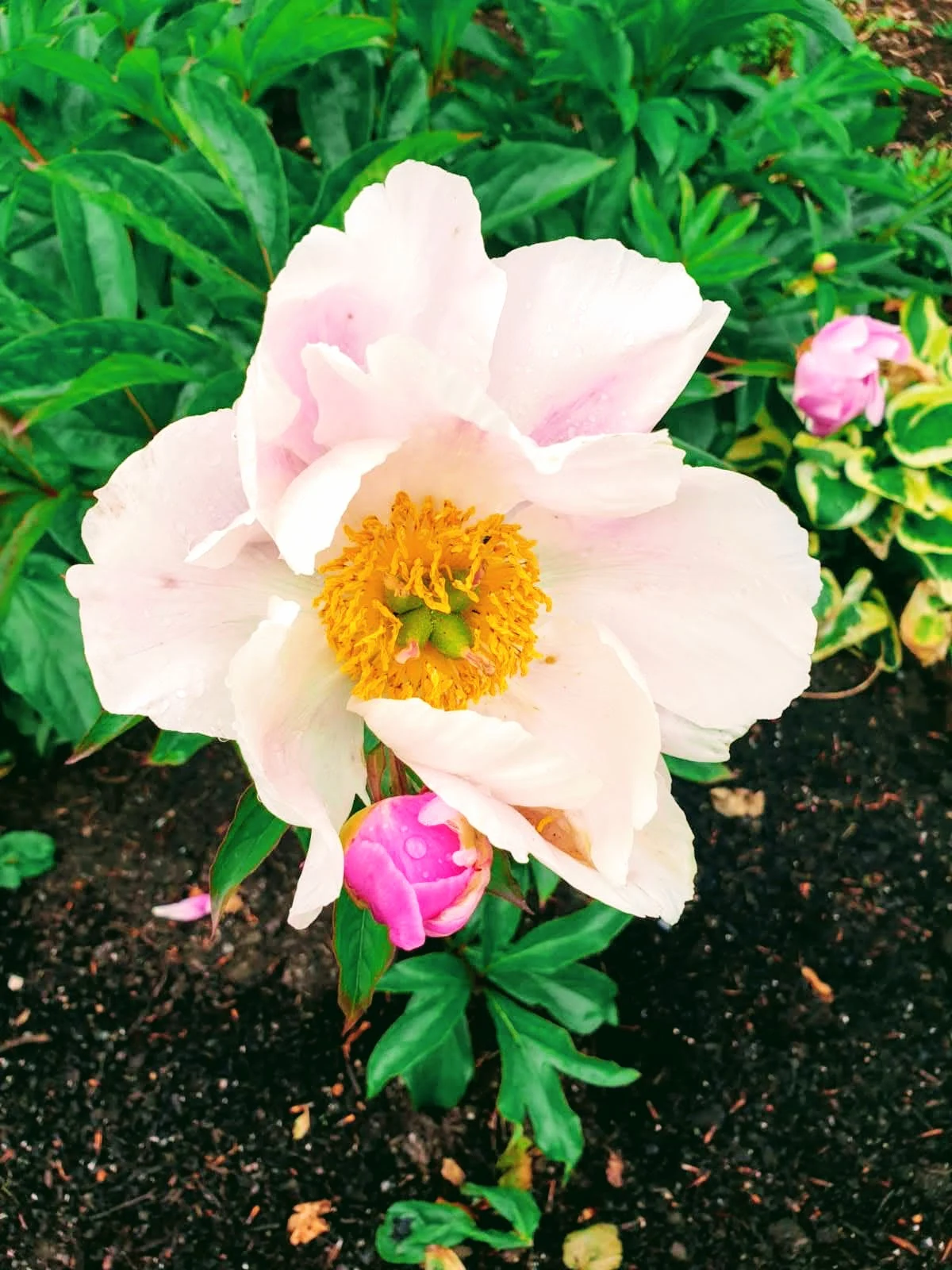 Running In The Rain And Some Rained On Flowers