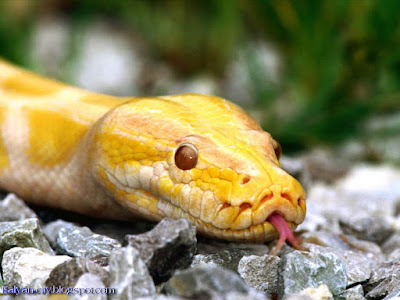 Albino Python