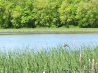 Marsh Wren