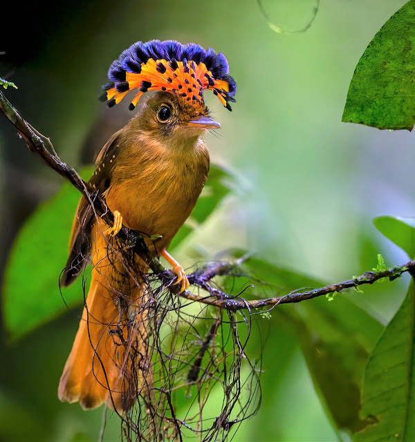 Hidden Gem of Tropical Forests: The Atlantic Royal Flycatcher