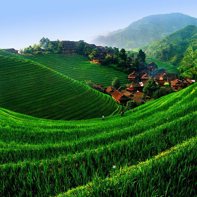 rice terraces