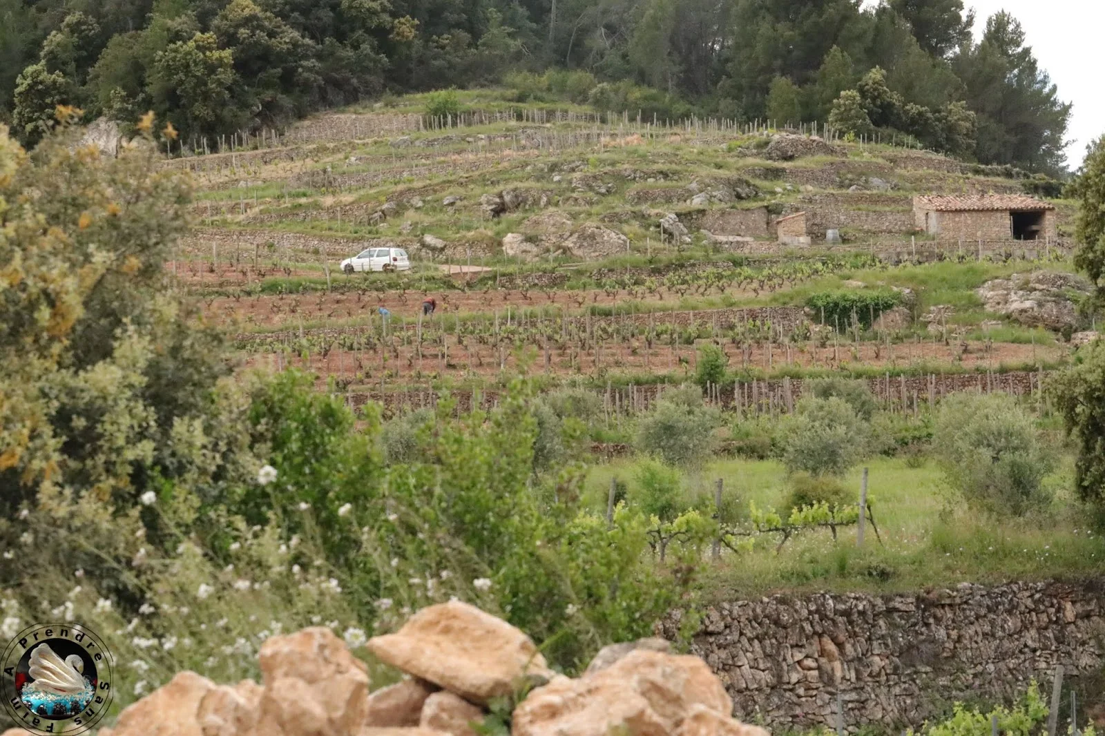 Visite et dégustation de vins à Vinyes Domènech - Capçanes