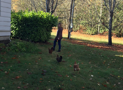 walking with chickens