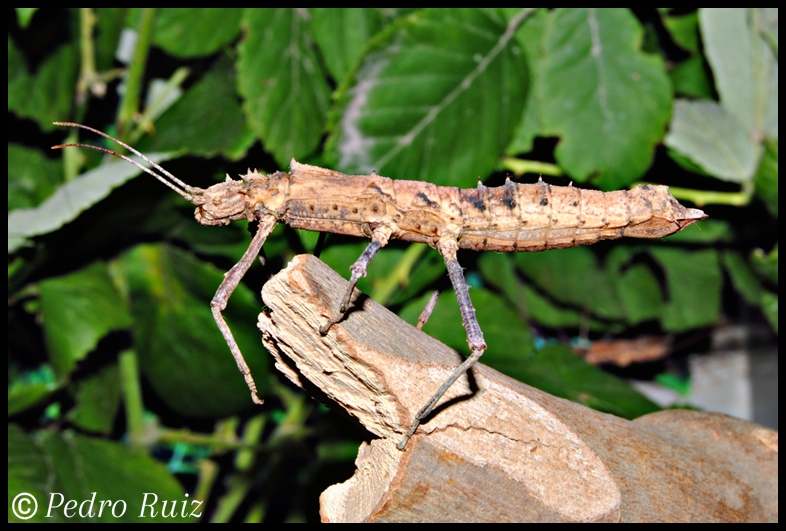 Hembra adulta de Tisamenus serratorius, 6,5 cm de longitud