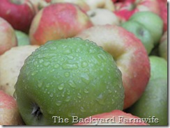 apple cider - The Backyard Farmwife