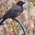 A Handsome Common Grackle for Saturday Critters