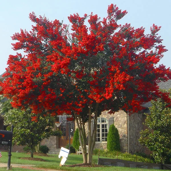 My Published Articles for ViewsHound: A Red Crape Myrtle ...
