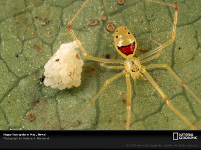 สัตว์แปลก แมงมุม ยิ้ม เคยเห็นหรือเปล่า ( Smiley Spider )