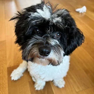 Havanese puppy