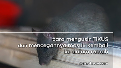 Cara Mengusir Tikus dan Mencegahnya Masuk Kembali ke dalam Rumah