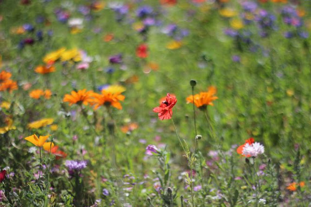 Wild flowers