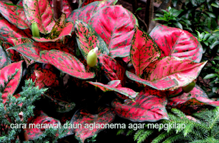 Cara Merawat daun aglaonema agar mengkilap