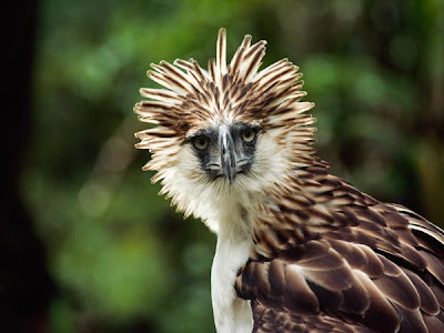 Philippine Eagle Picture