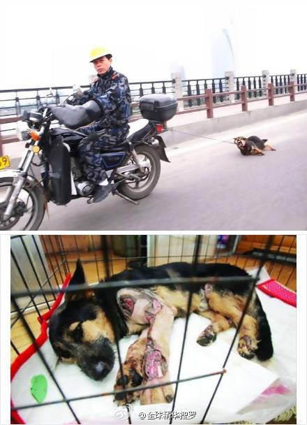 Kejam, Anjing Ini Diseret Menggunakan Motor Di Jalanan [ www.BlogApaAja.com ]