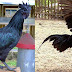 Κοτες Ayam Cemani (μαυρη κοτα)