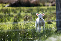 Lamb - Photo by Rod Long on Unsplash