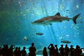 Aquarium of Western Australia