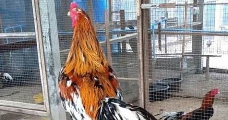  Gambar  ayam  dan harga ayam  VIP yang indah di thailand 