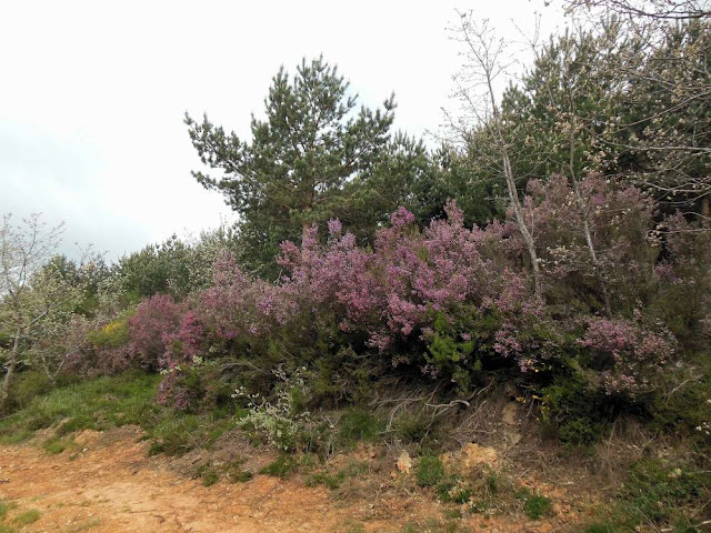 Montes de Oca, Camino, Jola Stępień