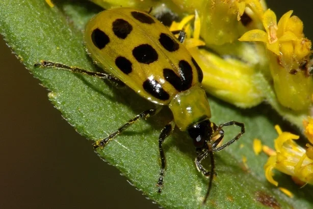 Kumbang Mentimun (Diabrotica spp.)