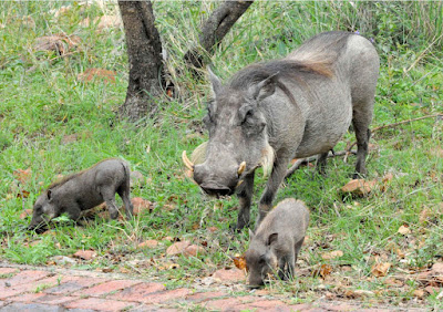 Warthog and babies