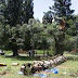 The fall tragedy Old Trees In Kebun Raya Bogor