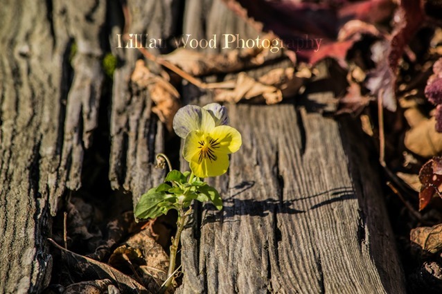 NOVEMBER 2015 (2 of 11)