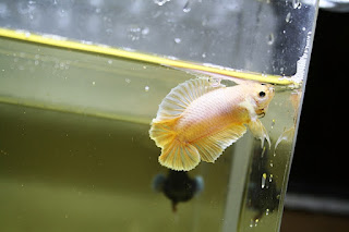 Peixe Betta de Linhagem Yellow Salamander OverHalfmoon DoubleTail (Bênny Bettas)