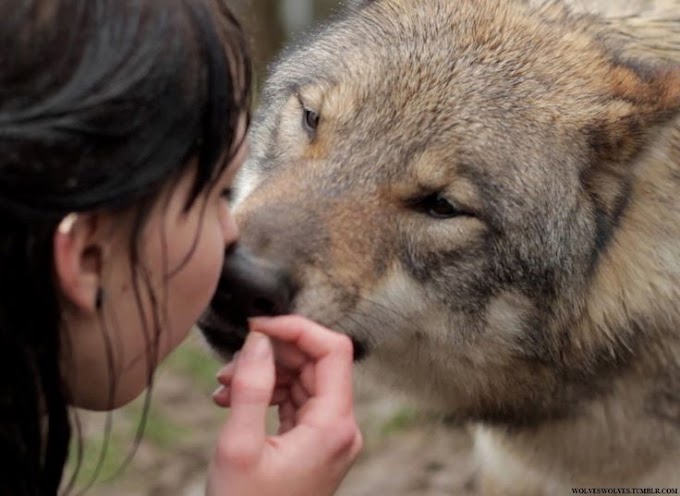 Wolves: Misunderstood Pets or Dangerous Predators?