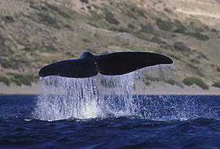 Whale Watching Tours - Description and options