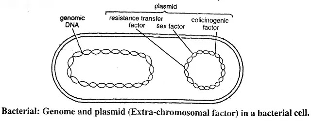 Structure of Bacterial Cell