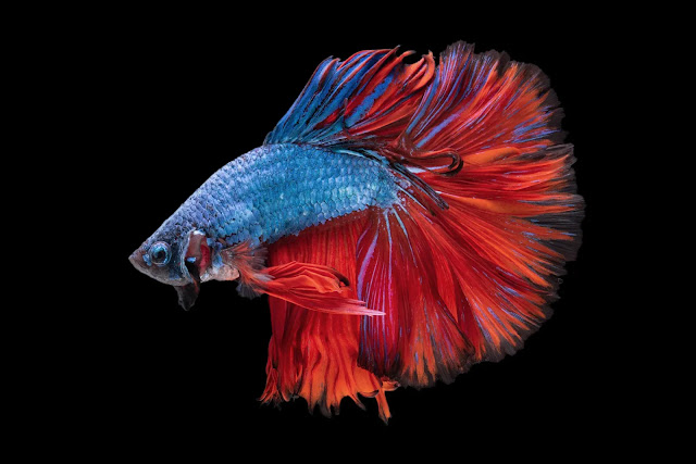Peixes Beta: Tudo o que você precisa saber sobre esses belos animais