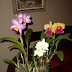 Orchid Show Pictures