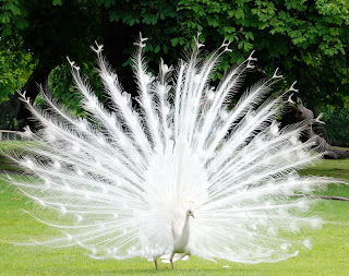 White Peacock Wallpapers