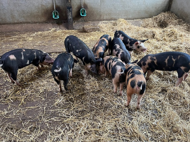 a group of pigs in a barn