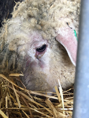 A close-up of a white wooly sheep's face, showing the pink skin through the fine hair of its face. Its nose is buried in straw, and the light catches its murky amber eye.