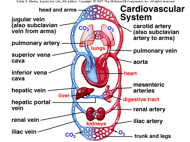 the human circulatory system for kids. the human circulatory system