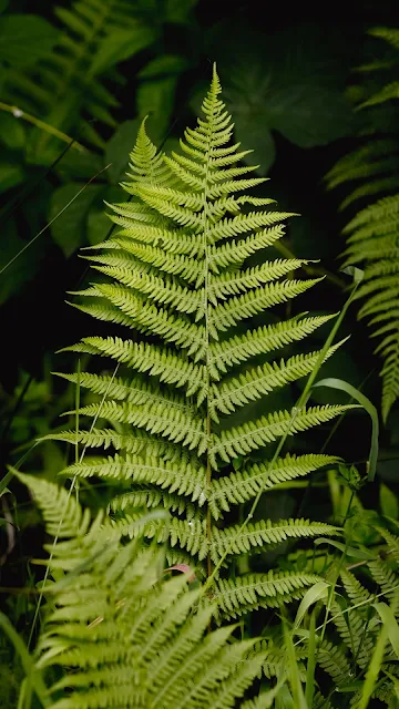 Fern Leaf Nature Wallpaper