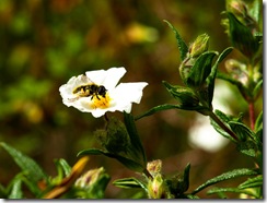 Esta abeja fue una excelente modelo