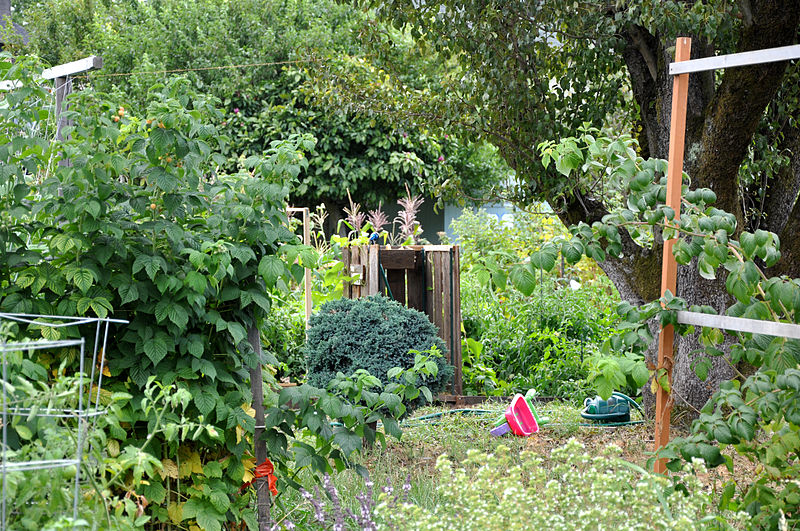 Bell and Star: Im an allotmenteer!