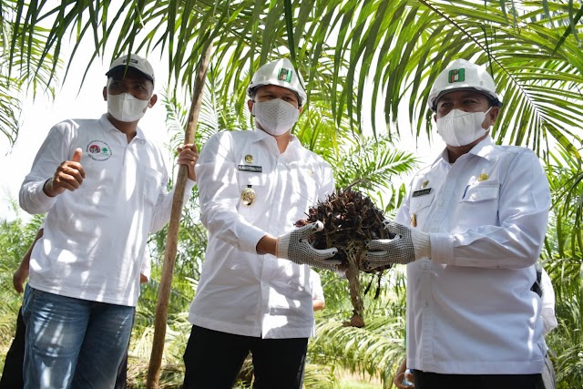  Program PSR Diharapkan Dongkrak Kesejahteraan Pekebun Kelapa Sawit 