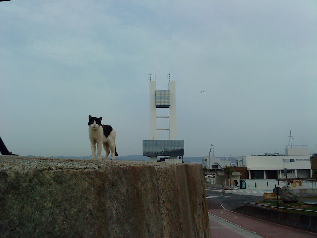 by E.V.Pita....Stray cats in the port of Corunna (Galicia, Spain) /  por E.V.Pita....Gatos callejeros en el puerto de A Coruña / por E.V.Pita....Gatos no porto da Coruña