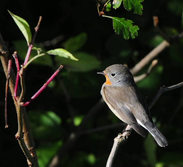 Red-Breasted Flycatcher at Beachy Head