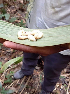 Six fat white larvae on a palm leaf